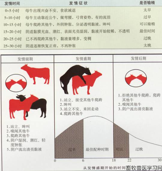 人工輸精圖解