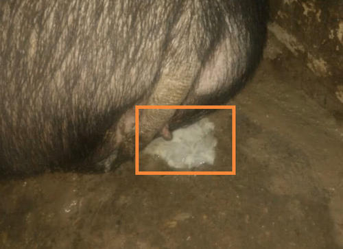 母豬發(fā)情生理特征