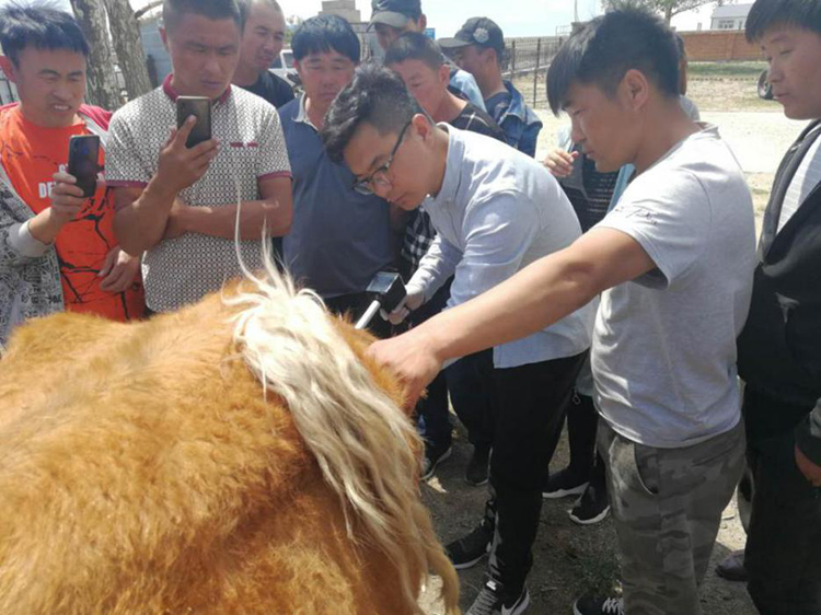 內蒙古呼倫貝爾市貝爾蘇木畜牧獸醫站-愛牧多案例