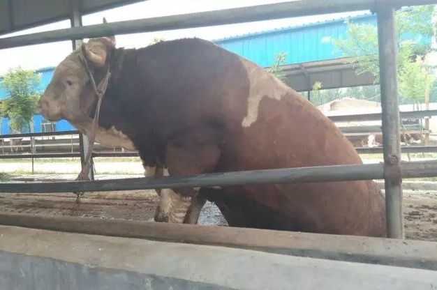 養牛